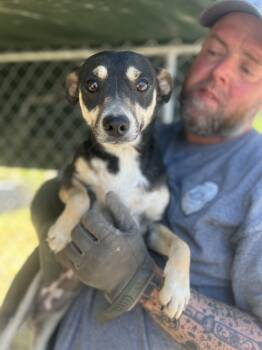 Chihuahua Dogs Available for Adoption in Manchester, Tennessee - Sporty | PetCurious