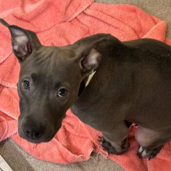 Valkyrie -  English Bulldog and Pit Bull Terrier Dog for Adoption in Birmingham, Alabama - Valkyrie | PetCurious