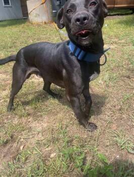 Rescue American Staffordshire Terrier Dogs for Adoption in Bronson, Texas - Angelo | PetCurious