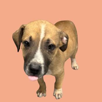 Sweet Potato -  Mixed Breed Dog for Adoption in Blue Ridge, Georgia - Sweet Potato | PetCurious