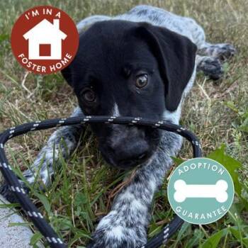 Bono -  Mixed Breed Dog Available for Adoption in Janesville, Wisconsin - Bono | PetCurious