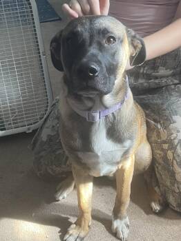 Mixed Breed Dogs Available for Adoption - Mudd *COURTESY POST* | PetCurious