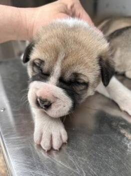 Pit Bull Terrier and Mixed Breed Dogs Available for Adoption - Austin | PetCurious