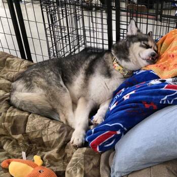 Husky and Mixed Breed Dogs Available for Adoption in Glenfield, New York - Buck | PetCurious