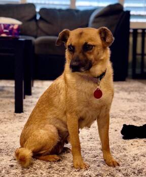 Felicity -  Black Mouth Cur and Shepherd Dog for Adoption in Gilbert, Arizona - Felicity | PetCurious