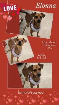 Elonna OR14224-Thw -  Dachshund and Chihuahua Dog for Adoption in Missouri City, Texas - Elonna OR14224-Thw | PetCurious