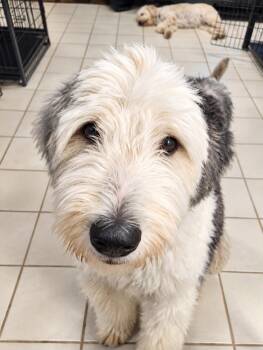 Rex -  Old English Sheepdog Dog for Adoption in Mcallen, Texas - Rex | PetCurious