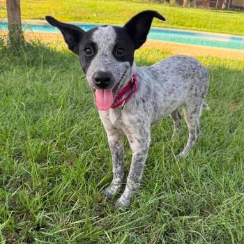 Roo -  Australian Cattle Dog Blue Heeler Dog for Adoption in Houston, Texas - Roo | PetCurious