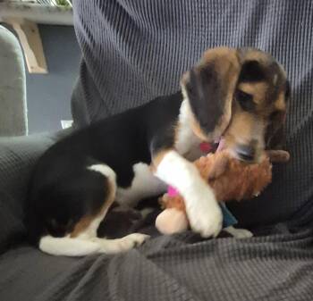 Beagle Dogs Available for Adoption in Dunnellon, Florida - Coot | PetCurious