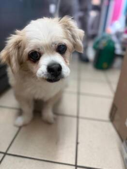 Jordan -  Pekingese and Mixed Breed Dog for Adoption in Sebastian, Florida - Jordan | PetCurious