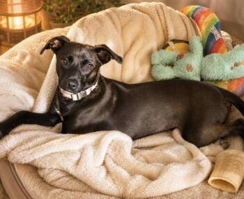 Katy -  Chihuahua Dog Available for Adoption in Cary, North Carolina - Katy | PetCurious
