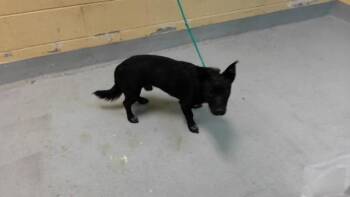 DON -  Chihuahua and Mixed Breed Dog for Adoption in Tulsa, Oklahoma - DON | PetCurious