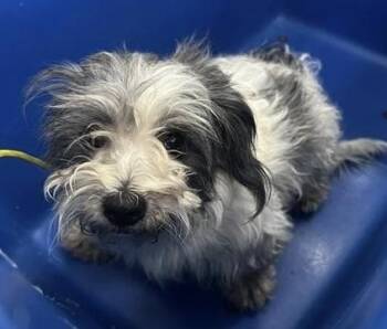 Raven~FOSTER or FOSTER TO ADOPT NEEDED~ -  Terrier Dog for Adoption in Minneapolis, Minnesota - Raven~FOSTER Or FOSTER TO ADOPT NEEDED~ | PetCurious