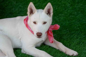 Rescue Siberian Husky Dogs for Adoption in Walnut Creek, California - Blanca | PetCurious