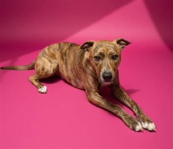 Mixed Breed Dogs Available for Adoption - MERLINE | PetCurious