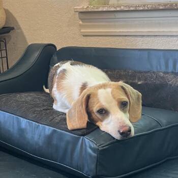 Franklin -  Beagle Dog for Adoption in Lenexa, Kansas - Franklin | PetCurious