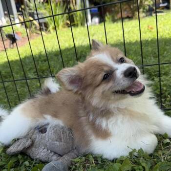 Henry -  Pomeranian and Manchester Terrier Dog for Adoption in Silver Spring, Maryland - Henry | PetCurious