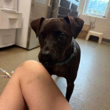 Buddy -  Chihuahua and Mixed Breed Dog for Adoption in Council Bluffs, Iowa - Buddy | PetCurious