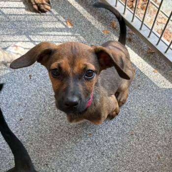 Toffee -  Terrier Dog for Adoption in Ayden, North Carolina - Toffee | PetCurious