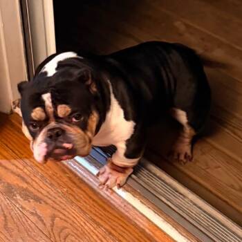 American Bully Dogs Available for Adoption in Huber Heights, Ohio - Pandora | PetCurious