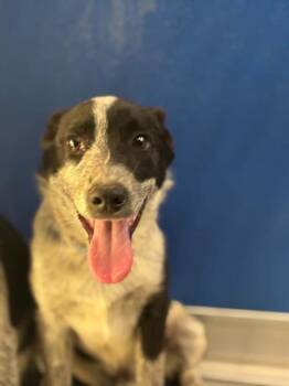 A255502 -  Australian Cattle Dog Blue Heeler and Mixed Breed Dog for Adoption in Visalia, California - A255502 | PetCurious
