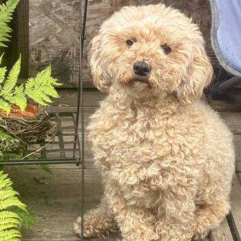 Ms. Sweet Cinnamon Roll -  Miniature Poodle Dog for Adoption in Ridgefield, Washington - Ms. Sweet Cinnamon Roll | PetCurious