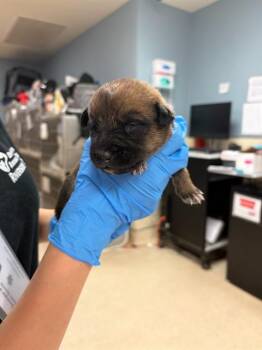 A1905121 -  Shepherd and Mixed Breed Dog for Adoption in Riverside, California - A1905121 | PetCurious