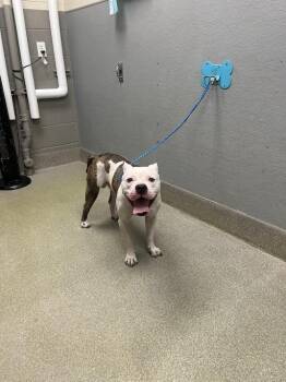 Pit Bull Terrier Dogs Available for Adoption in Las Vegas, Nevada - MR.HANDSOME | PetCurious