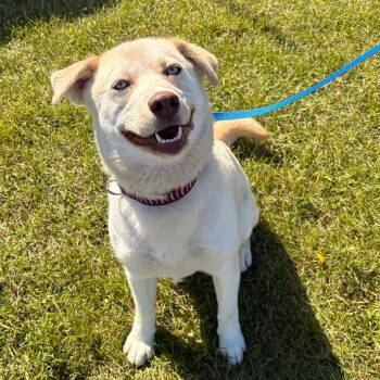 Mochi -  Mixed Breed Dog for Adoption in Clavet, Saskatchewan - Mochi | PetCurious