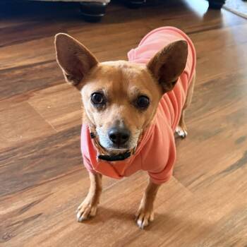 Chihuahua Dogs Available for Adoption - Dior | PetCurious