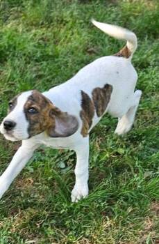 Hound Dogs Available for Adoption in South Kingstown, Rhode Island - Olivia Austin Rose | PetCurious