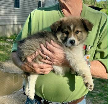 Australian Shepherd and Great Pyrenees Dogs Available for Adoption in Toms River, New Jersey - Gallager | PetCurious