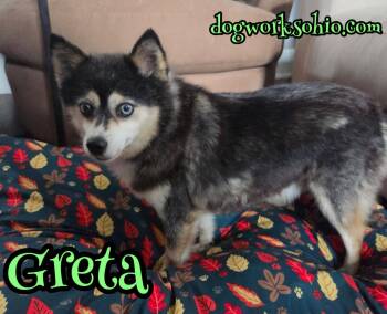 Greta -  Pomsky Dog for Adoption in Toledo, Ohio - Greta | PetCurious