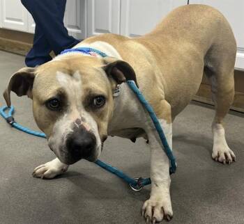 Pit Bull Terrier Dogs Available for Adoption - SUNKIST | PetCurious