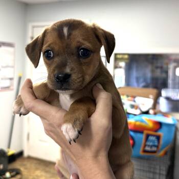 Mixed Breed Dogs Available for Adoption - Biggie Bag | PetCurious