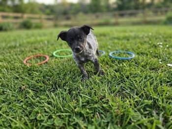Maryland -  Australian Cattle Dog Blue Heeler Dog Available for Adoption in Colorado Springs, Colorado - Maryland | PetCurious