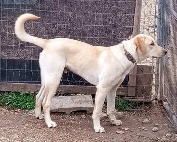 Labrador Retriever Dogs Available for Adoption - Joey | PetCurious