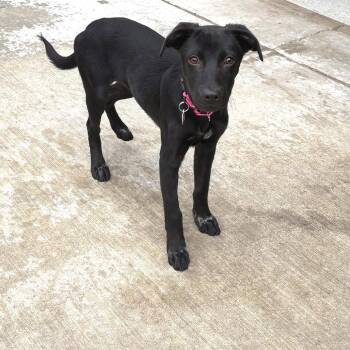 Mixed Breed Dogs Available for Adoption in Wheeling, Illinois - Pepita | PetCurious