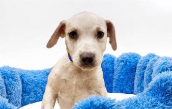 Labrador Retriever and Mixed Breed Dogs Available for Adoption in Fort Lauderdale, Florida - CLARK | PetCurious
