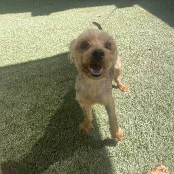 Teddy -  Yorkshire Terrier Dog for Adoption in Baton Rouge, Louisiana - Teddy | PetCurious