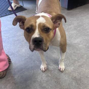 Sorenity -  Mixed Breed Dog for Adoption in Philadelphia, Pennsylvania - Sorenity | PetCurious