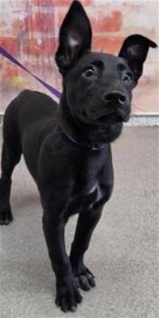 CALI -  Pit Bull Terrier Dog for Adoption in San Bernardino, California - CALI | PetCurious