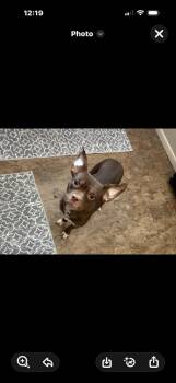 Mixed Breed Dogs Available for Adoption - Rosa | PetCurious