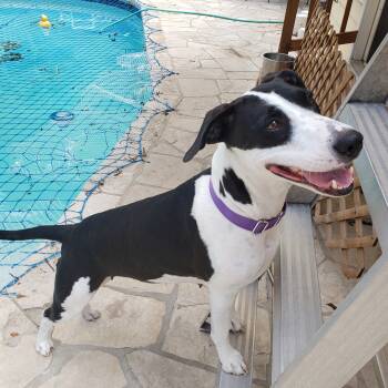 Charity -  Labrador Retriever and Bull Terrier Dog for Adoption in San Antonio, Texas - Charity | PetCurious