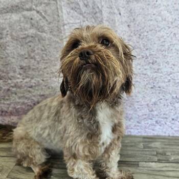 Ezamay -  Miniature Poodle and Shih Tzu Dog for Adoption in Normal, Illinois - Ezamay | PetCurious