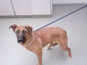 German Shepherd Dog and Mixed Breed Dogs Available for Adoption in Omaha, Nebraska - CATDOG | PetCurious