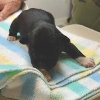 Stymie -  Terrier and Mixed Breed Dog for Adoption in Potomac, Maryland - Stymie | PetCurious