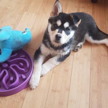 Husky Dogs Available for Adoption in Edmonton, Alberta - Kuromi | PetCurious