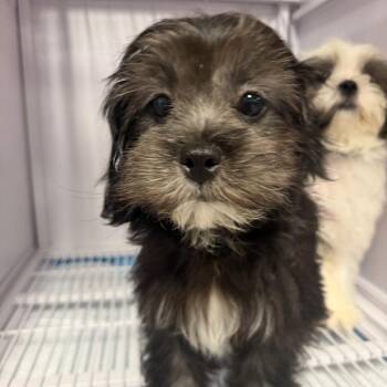 Sleepy -  Shih Tzu and Poodle Dog for Adoption in Baton Rouge, Louisiana - Sleepy | PetCurious