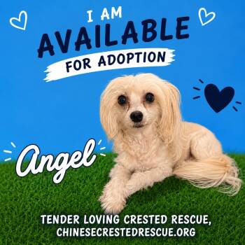 Angel -  Chinese Crested Dog Dog for Adoption in Houston, Texas - Angel | PetCurious